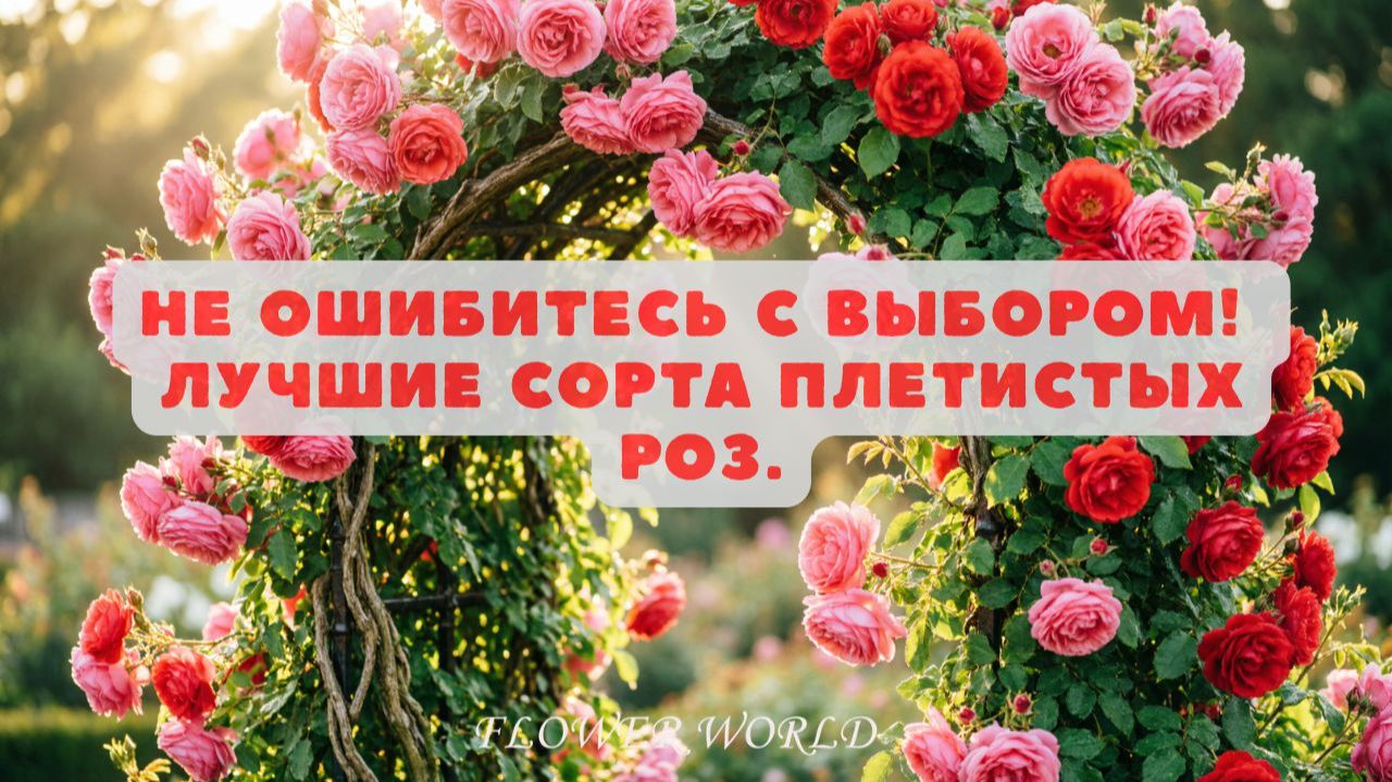 Не ошибитесь с выбором! Лучшие сорта плетистых роз.