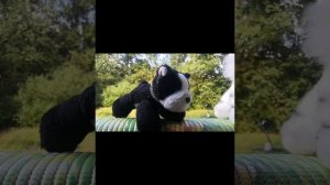 ОбЗоР нА нОвИнОчКи 
// ПДБ, Плюш Дог Блогинг 🐕//