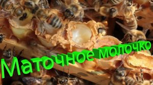 Маточное молочко: эликсир жизни улья. Отвечает профессор Кашковский 🍯👑