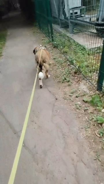 Берта в поисках дома ❤️