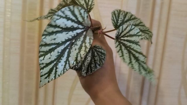 Излишки растений почтой. 03 августа 2026🍀🍀🍀✌#комнатныерастения☘️☘️☘️