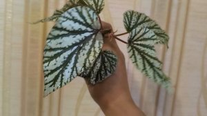 Излишки растений почтой. 03 августа 2026🍀🍀🍀✌#комнатныерастения☘️☘️☘️