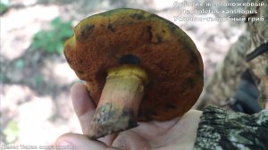 Дубовик желтоножковый Neoboletus xanthopus