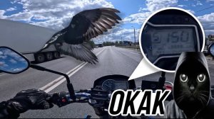 На 150 км/ч сбил птицу 😬 Мото Ситуации