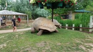 Гигантские черепахи на полной скорости