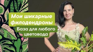 Мои шикарные филодендроны. Сначала они, а потом…