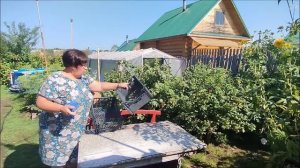 Помидорный день. Пришлось собирать урожай, потому что кусты уже не выдерживают