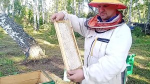 Отбор меда от среднерусских пчел. Разнотравье. 02 августа 26 года