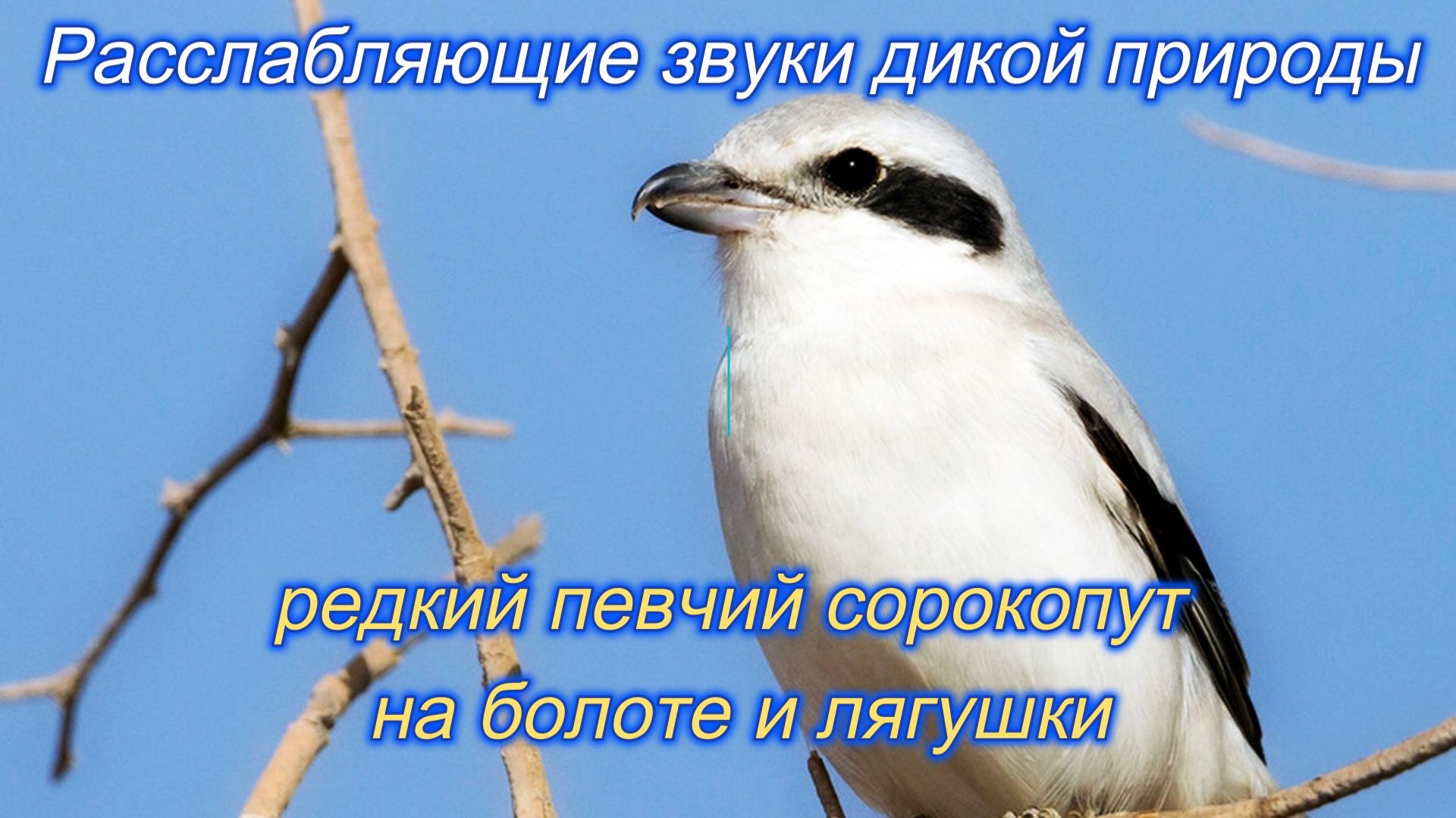 Звук природы. Пение птицы Певчий сорокопут  на болоте