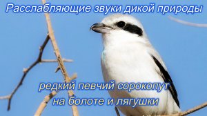 Звук природы. Пение птицы Певчий сорокопут  на болоте