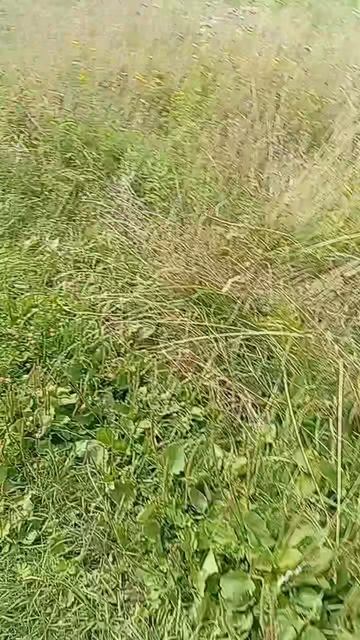 rutube.ru