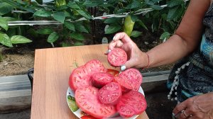 Томаты ,которые сажаю всегда и два новых шикарных сорта 🫴🍅