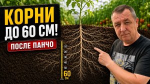 Куст не вырвать! Корни томатов до 60 см после этого удобрения!