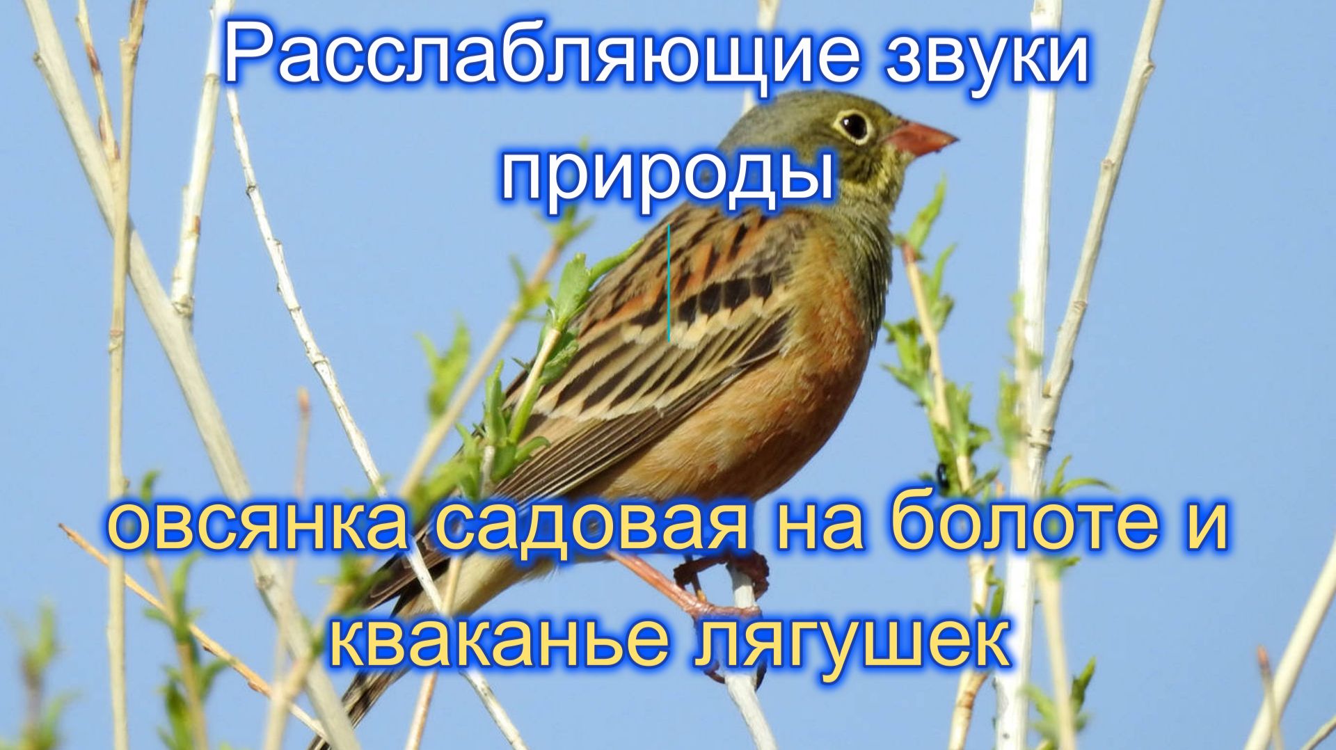 Звук природы. Пение птицы Овсянка садовая  на болоте