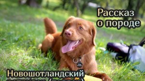 Новошотландский ретривер (толлер).