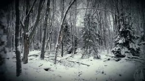 ТАЙГА. Чистый Кошмар В Зимовье.  Как Обычный Поход В Тайгу Обернулся Главным УЖАСОМ В ЖИЗНИ.