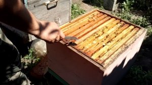 Начинаем отбор мёда. Отводок хорошо потрудился.