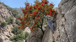 Старик рисковал жизнью, собирая дикие гранаты на опасной афганской горе 😱🏔️