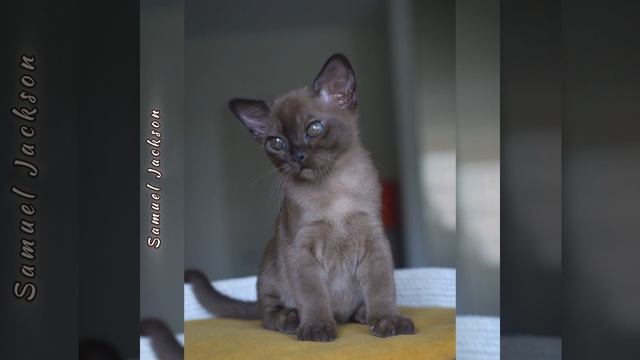 Соболиный бурманский котёнок Samuel Jackson Freya Way*RU