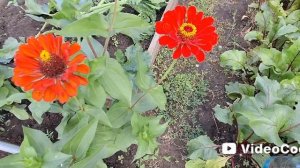 Влог/ 340/ Урожай июля/ Новая печка/ Приехала помощница..