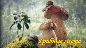 Грибные места.