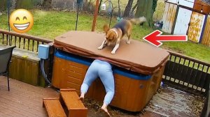 Самые смешные видео о животных Самые смешные животные в Интернете прямо сейча
