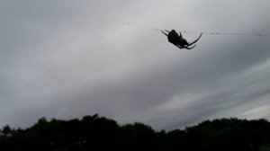 Удалось побывать на огороде. Печальное зрелище😒🤦♀️