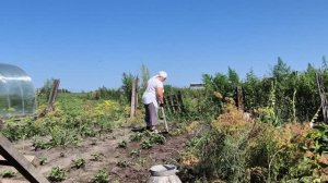 зачем мне сыпать соль/ еще банки закатала/ жара,немного начала полоть