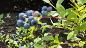 Обзор ягодных кустарников и плодовых деревьев. Кукуруза и виноград