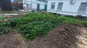 Ужас для огородников, а я смелая.