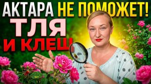 Хватит травить розы впустую! Секрет борьбы с тлей и клещом летом