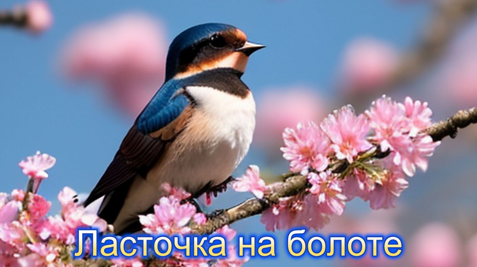 Звук природы. Пение птицы Деревенская ласточка  на болоте