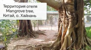 Территория отеля Mangrove tree, Китай, остров Хайнань 2026, город Санья, Ялом бэй