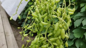 ЭРМИТАЖ!!!🍇🍇🍇 СУУУПЕР НОВИНКА 2026!!! Telegram, WhatsApp, Vlber и MAX +79528500417.