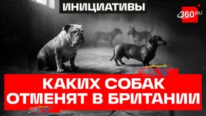От чихуахуа до корги: 67 пород собак прекратят свое существование