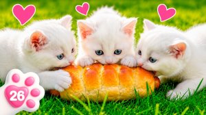 Кефир потерялся среди белых котят! Маша Капуки ищет своего пушистика 🐱🔍 | Для детей