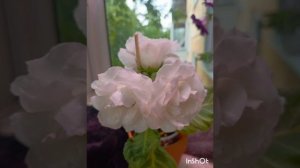 моя коллекция глоксиний из семян 🌱🌿чудо чудесное 🤗