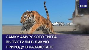 Самку амурского тигра выпустили в дикую природу в Казахстане