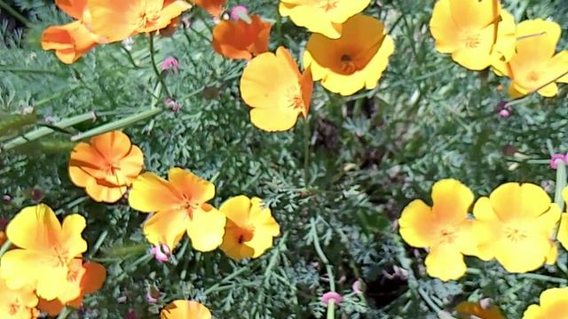 #flowers