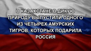 В Казахстане в дикую природу выпустили одного из четырех амурских тигров, которых подарила Россия