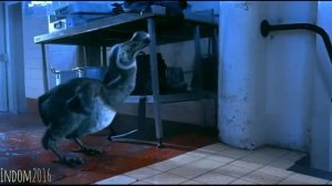 Dodo Tribute - Relax, Take It Easy