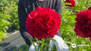 Red Grace peony. Ред Грейс пион. Пулков сад (2026 г.)