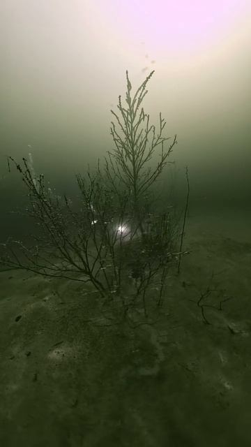 сайдмаунт курсы