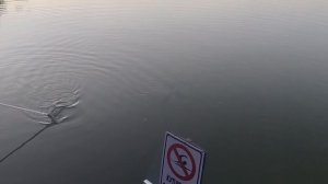 поимка Карпа на большом водоëме