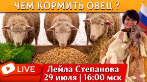 Всё о кормлении овец с Лейлой Степановой. Прямой эфир 29 июля в 18:00 (Астана)/16:00 (Москва).