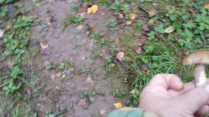 За грибами каждый день