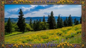 🌸🌿 Цветущие холмы | Полевые цветы и звуки природы для отдыха 🦋☀️