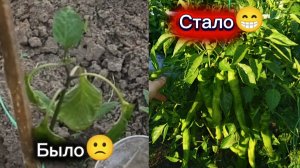 Всё получилось! Супер урожайные перцы из лысых палок