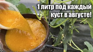 ЛЬЮ 1 ЛИТР под КУСТ и даже старые огурцы плодоносят с удвоенной силой!