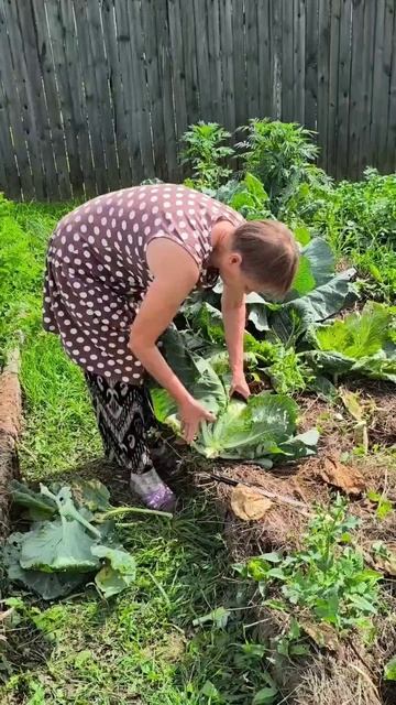 Июньская капуста